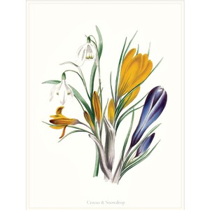 May include: A botanical illustration of a bouquet of purple, yellow, and white flowers. The flowers are called Crocus & Snowdrop.