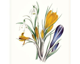 Crocus Snowdrops Spring Flowers Flower Art Print. Yellow Crocus White Snowdrops Wall Art. Cottage Garden Art.