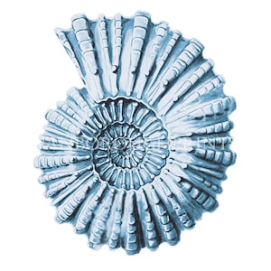 Ammonite Shell Print. Pale Blue Ammonite Beach House Decor Nautilus Shell Print Nautilus Sea life Print.