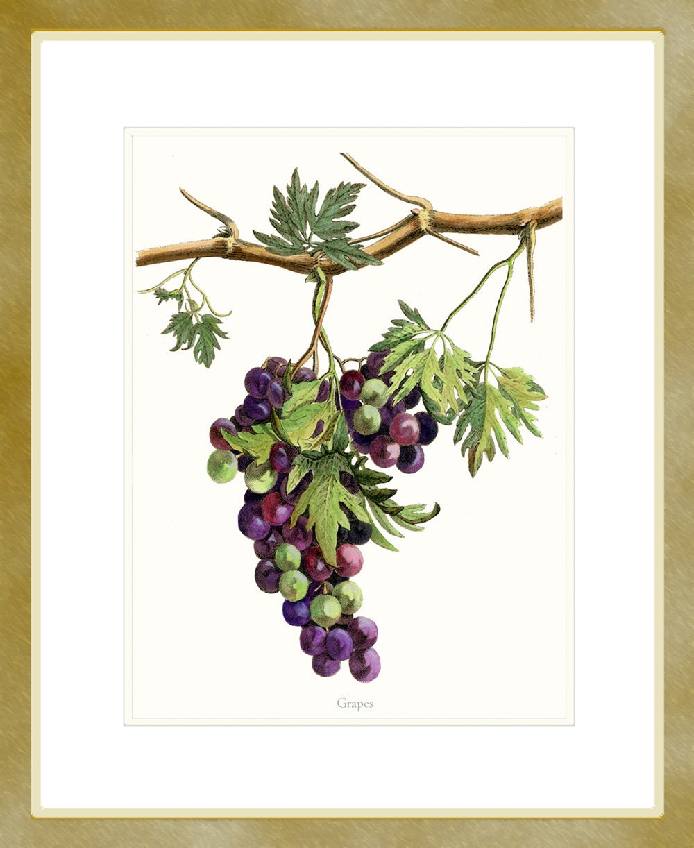 Purple Grapes Art Print, on the Vine, Decoration for a Kitchen