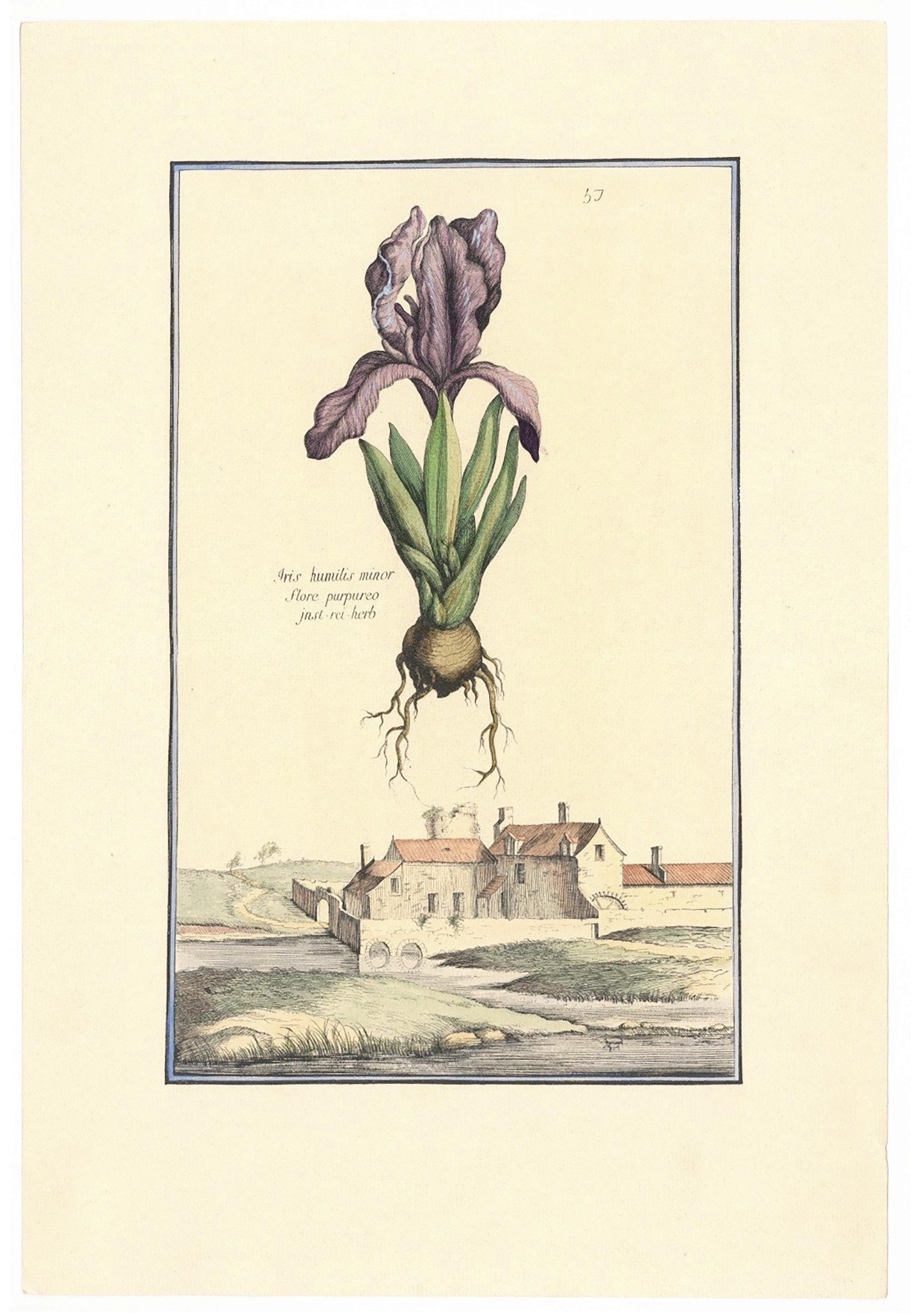 Iris Humilis, Purple Iris, Water Coloured 1980's Print on