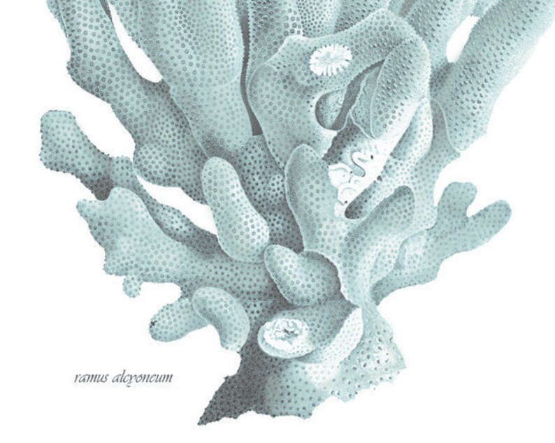 Color de espuma de mar de coral azul. Decoración de la casa de | Etsy