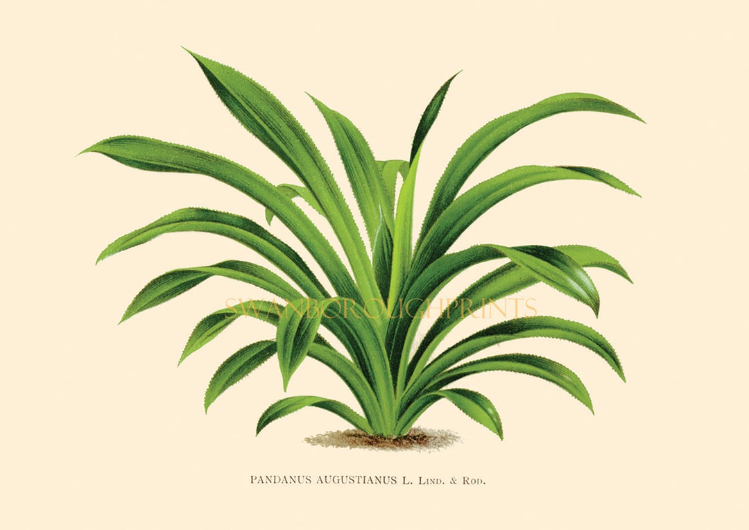 Palm Tree Art Print. Coastal Green Decor. Palm Tree Giclee Etsy