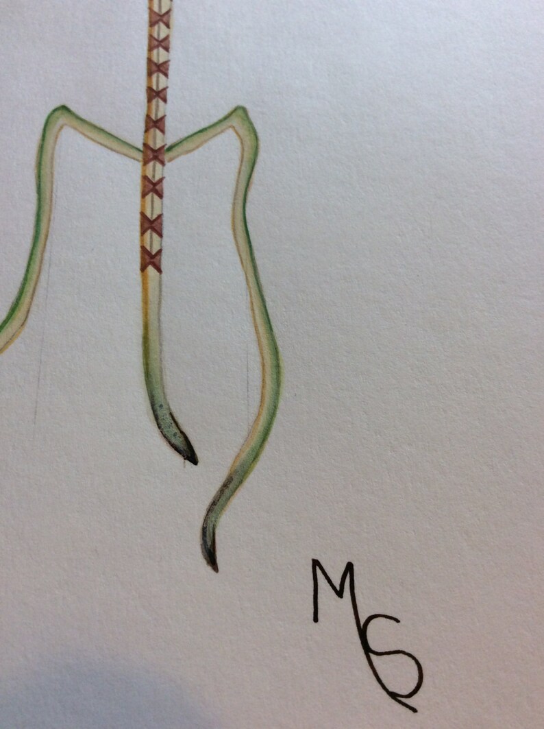 Stick Insect Entomology Print Walking Stick Insect Art Print. Etsy