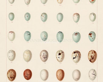Hedgerow Bird Eggs Print. Pastel Colours onto Archival Smooth Watercolour Paper