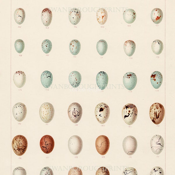 Hedgerow Bird Eggs Print. Pastel Colours onto Archival Smooth Watercolour Paper