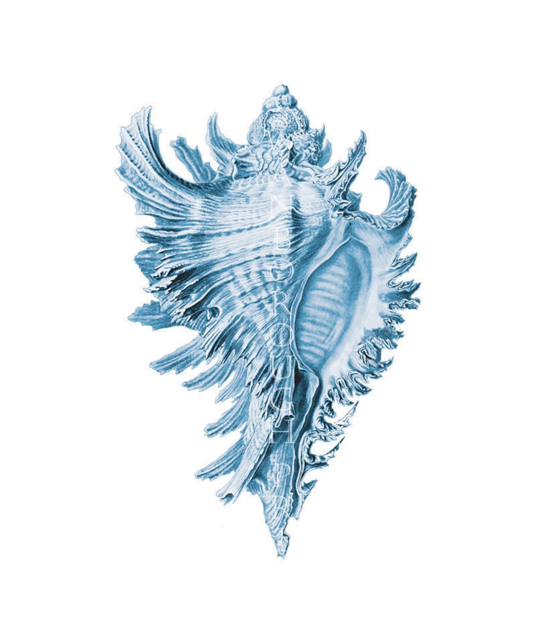 Sea Shell Print Sky Blue Seashell Print. Beach Home Living Blue Bedroom ...