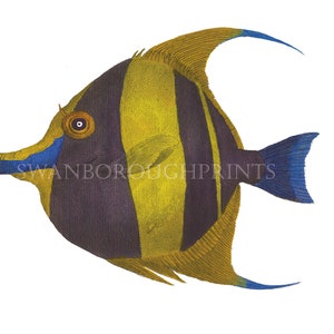 Tropical Angel Fish Print  beach bathroom decor coral reef  wall art  coastal living decor  lapis blue yellow