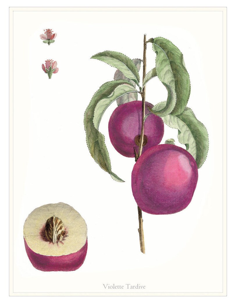 Plum Fruit Print From Original Antique Plum Home Decor Living Etsy