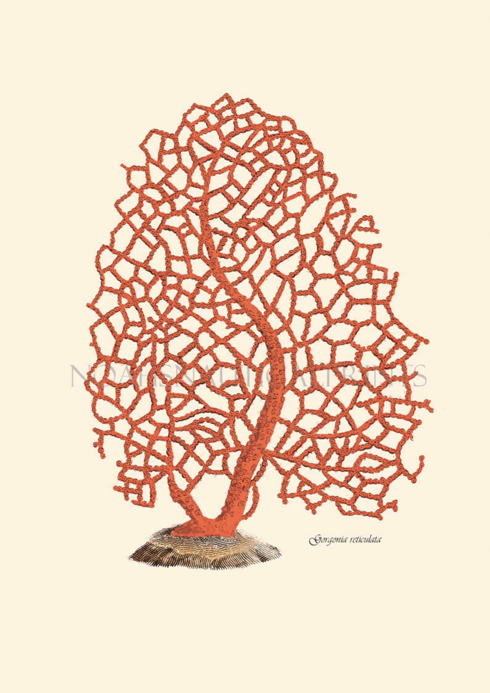 Roter Fächer Korallendruck Küstenlebend Rote Koralle Bild. | Etsy