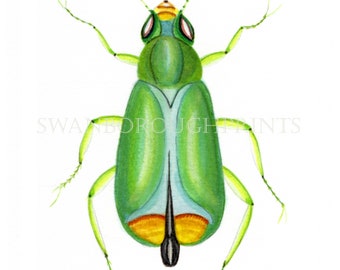 Green Beetle Insect Print, Giclée Print of a Green Bug taken From My Original Water Colour, and Printed onto Heavy Weight Archival Paper