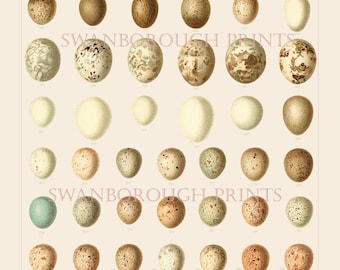 Birds & Bird Eggs Prints