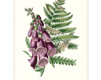 Botanical Cottage Garden Art Print Foxglove and Fern Garden Flower Print. Digitalis Heart Remedy