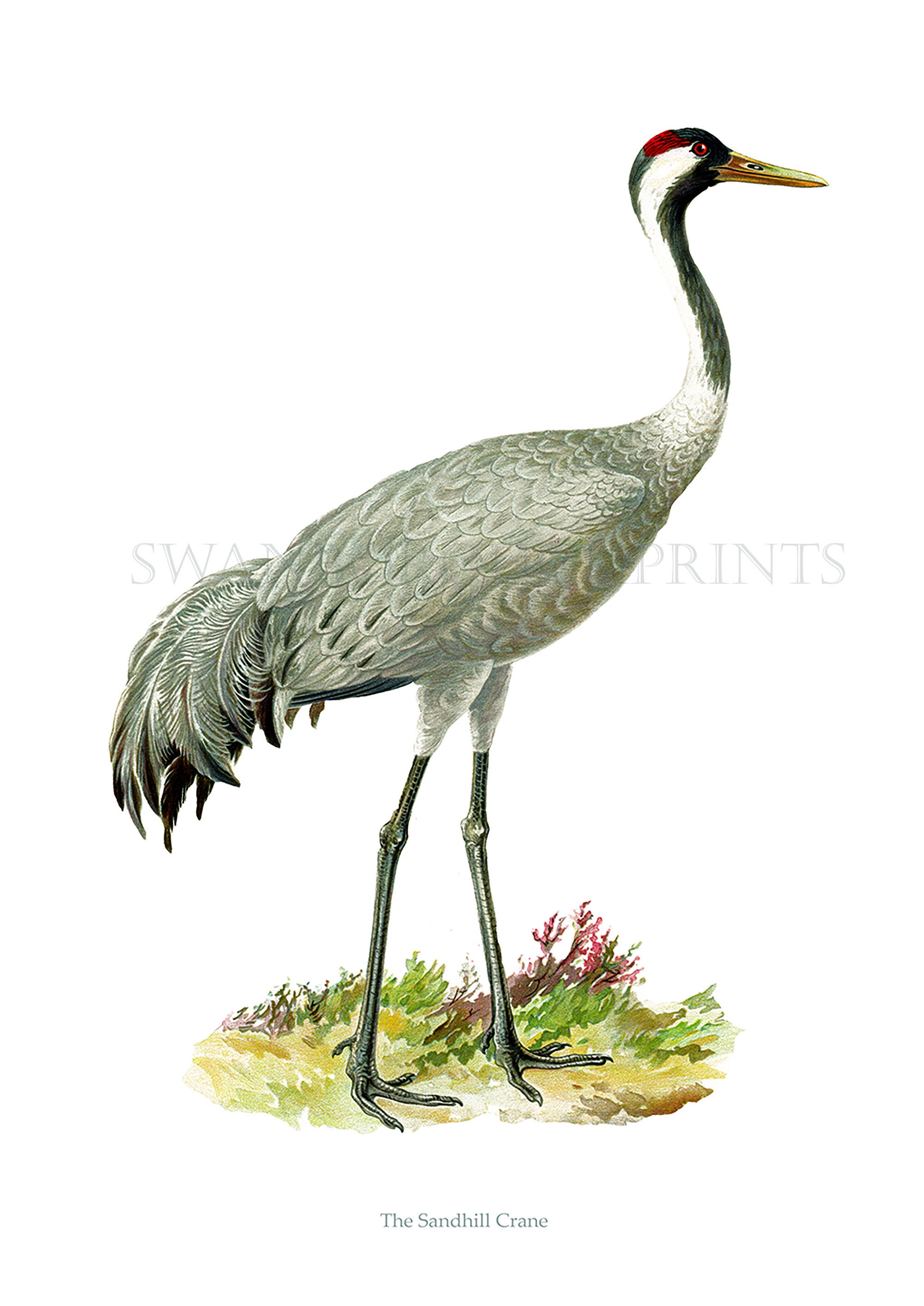 Crane Bird Coloring Pages - ColoringAll