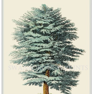 Cedar of Lebanon Tree Wall Art Giclée Print, Taken From Our Original Hand Coloured Engraving.