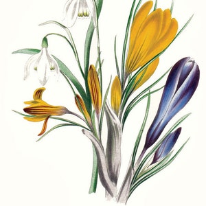 May include: A vintage botanical illustration of a bouquet of spring flowers. The bouquet includes white snowdrops, yellow crocuses, and purple crocuses. The illustration is labeled "Crocus & Snowdrop".