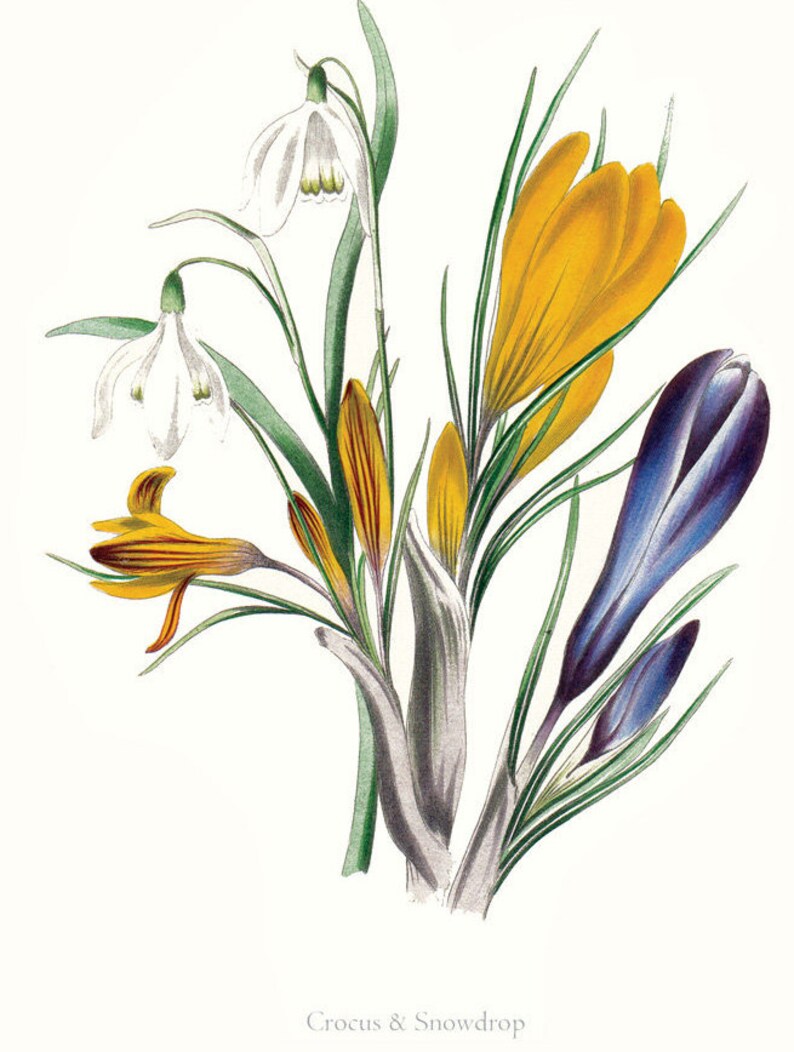 May include: A vintage botanical illustration of a bouquet of spring flowers. The bouquet includes white snowdrops, yellow crocuses, and purple crocuses. The illustration is labeled "Crocus & Snowdrop".