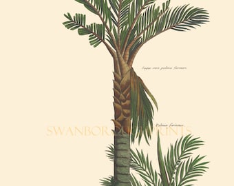 Sagus Palm Tree Art Print. Tropical Palm Tree Coastal Decor. Sagus Palm on Archival Smooth Watercolour Paper