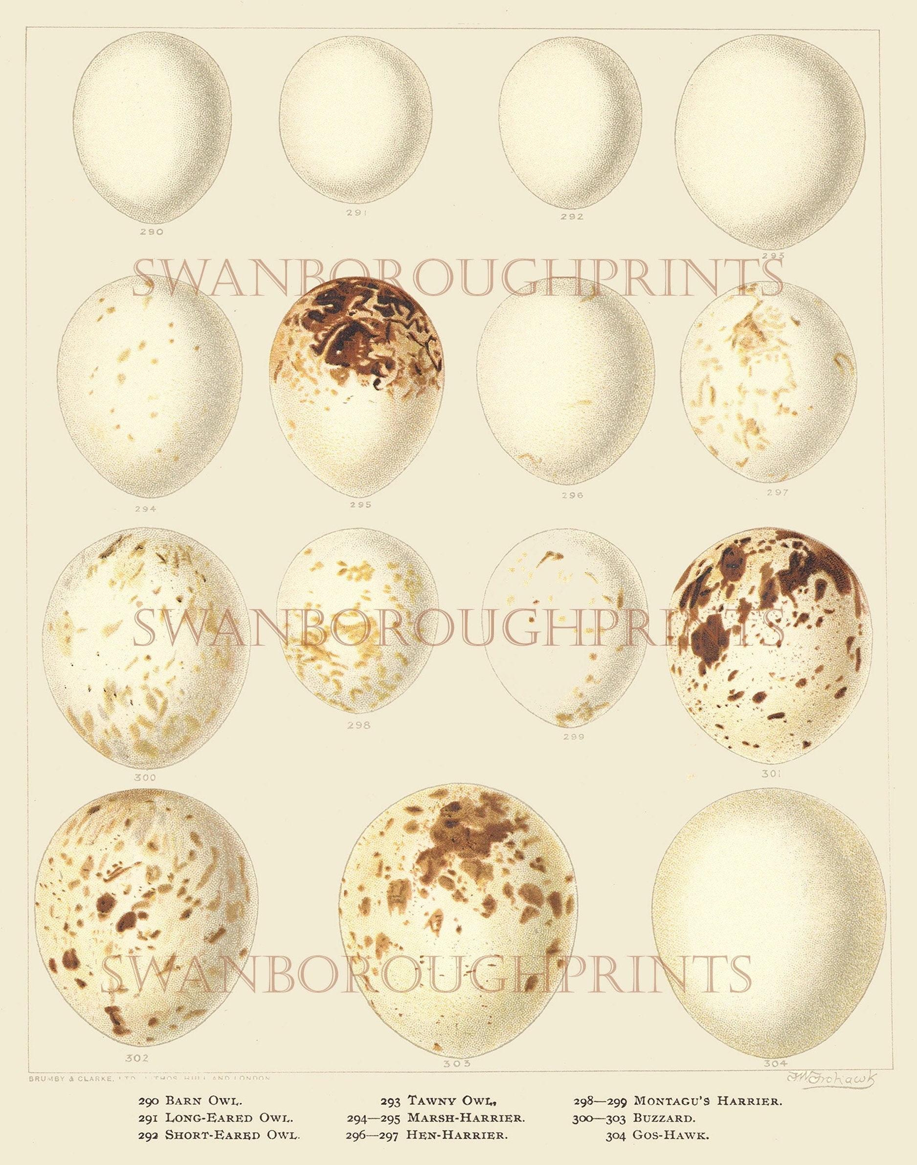 Owl Eggs Identification