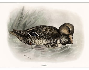 Female Mallard Duck Print - Wild Duck Print taken from the Original Water Coloured illustration Hand Coloured in England.