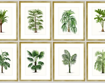 Palm Tree Prints Discount Price. Beach Home Eight Palm Tree Prints. Interior Decorating Prints. Natural History Tropical Palm Trees Prints