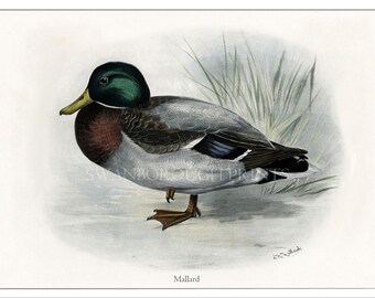 Male Mallard Wild Duck from the original 1910 Medland illustration Originally Hand Coloured by Us Cabin Decor - Lake Lodge Decor - Wildlife