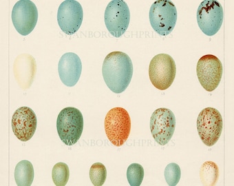 Bird Eggs Print Song Birds Eggs Print. 31 Birds Eggs Wall Chart on Archival Smooth Watercolour Paper