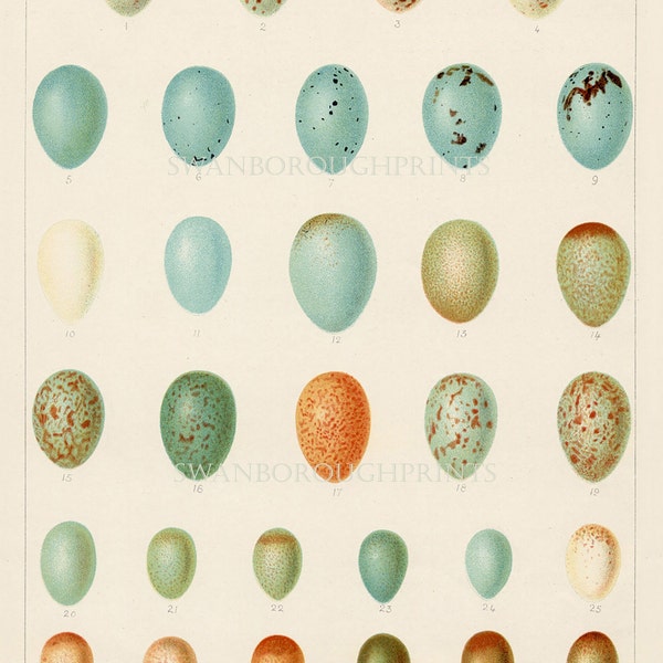 Bird Eggs Print Song Birds Eggs Print. 31 Birds Eggs Wall Chart on Archival Smooth Watercolour Paper