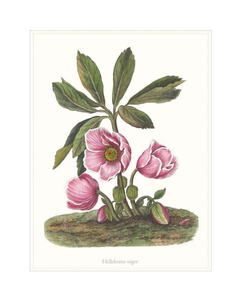 Set von vier Gartenblumen Woodland Cottage Garden Prints. | Etsy