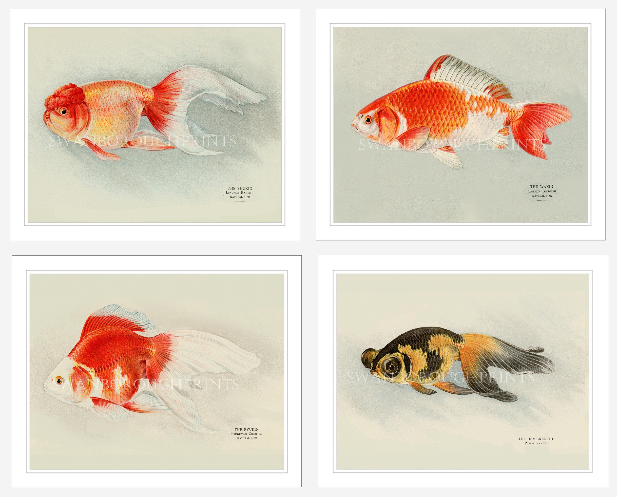 Tsuru by MarikoOikawa】24商品新品Goldfish 36 【公式通販】