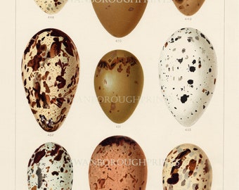 Bird Eggs Print Seabird Eggs Print on Archival Watercolour Paper