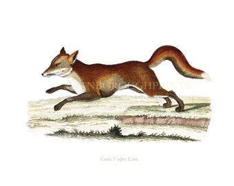 British Red Fox Print A Print taken directly from our Original Hand Coloured Antique Engraving. Ideal Children's Nursery or Bedroom Print.
