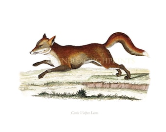 British Red Fox Print A Print taken directly from our Original Hand Coloured Antique Engraving. Ideal Children's Nursery or Bedroom Print.