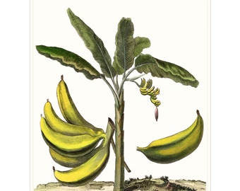 Tropical Banana Tree  Fruit Of The Banana. Banana Palm Tree on Archival Smooth Watercolour Paper