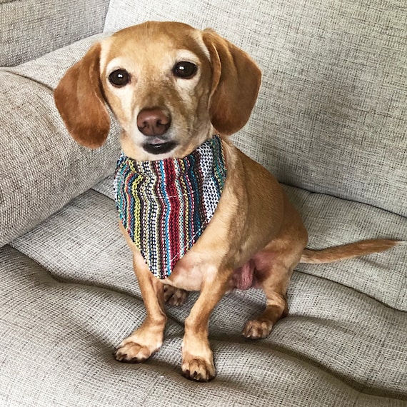 Dachshund Pet Bandana - Multi Dachshund Pet Bandana - Multi
