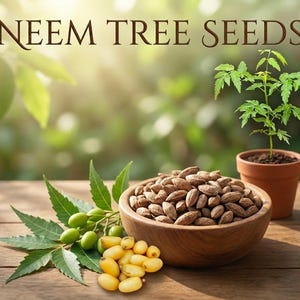 Puede incluir: Imagen de semillas de árbol de neem con el texto "NEEM TREE SEEDS". Un cuenco de madera lleno de semillas marrones. Hay una pequeña planta en maceta y una colección de frutos y hojas verdes y amarillas.