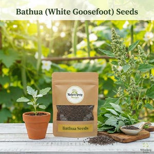 Könnte beinhalten: Ein brauner Papiertüte mit Bathua-Samen mit einem transparenten Fenster, ein kleiner Terrakotta-Topf mit einem Sämling und ein Holzlöffel mit Samen. Auf der Tüte steht "Bathua Seeds". Der Hintergrund ist eine Gartenlandschaft.