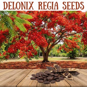 May include: The image displays a vibrant red flowering tree with the text "DELONIX REGIA SEEDS" at the top. In the foreground, there are dark brown seeds and seed pods on a wooden surface, suggesting a botanical theme.