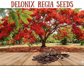 20+ Delonix Regia Seeds – Royal Poinciana / Flamboyant Tree, Fast Growing Ornamental Shade Tree for Home Garden & Landscape