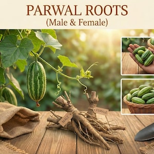 May include: Image of parwal roots, labelled "Male & Female", with green and white striped parwal vegetables. A burlap sack and small shovel are on a wooden surface. The text "PARWAL ROOTS (Male & Female)" is at the top.
