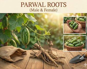 Parwal Roots Male & Female Pair | Pointed Gourd Live Plants | Bare Root Trichosanthes Dioica | Grow Your Own Potal Vegetable Vine