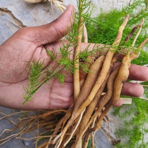 May include: A handful of fresh asparagus fern with long, light brown roots and delicate green foliage. The fern is held in a hand, showcasing the plant's natural form and texture. The image highlights the contrast between the earthy roots and vibrant green leaves.