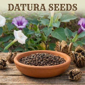 Datura plant - Etsy 日本