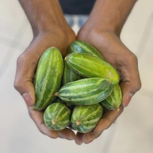 May include: A handful of fresh, green pointed gourds with light green and white stripes. The gourds are held in cupped hands, showcasing their vibrant color and texture. The gourds appear to be freshly harvested.