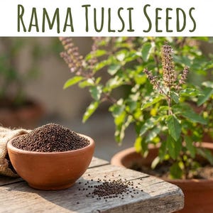 May include: A terracotta bowl filled with dark brown Rama Tulsi seeds sits on a wooden surface. A burlap sack is partially visible to the left. The text "RAMA TULSI SEEDS" is at the top. A potted plant is in the background.