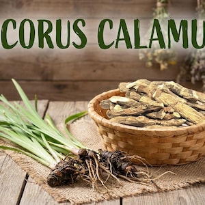 May include: Acorus Calamus text in green over a wooden background. A woven basket holds dried pieces of the plant. Fresh green leaves and roots are arranged on a burlap cloth, showcasing the natural product.