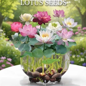 Mélange de graines de lotus miniatures pour jardins aquatiques, étangs, récipients et décoration zen - Variété de fleurs Nelumbo Nucifera