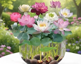 Semillas mixtas de mini bonsáis de loto para jardines acuáticos, estanques, macetas y decoración zen del hogar – Variedad de flor Nelumbo Nucifera