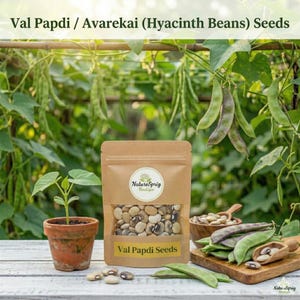 Può includere: Un sacchetto di carta marrone di semi di Val Papdi con una finestra trasparente, una piccola pianta in vaso e fagioli giacinto freschi. La borsa ha un'etichetta che recita "Val Papdi Seeds" e un logo. Lo sfondo presenta una superficie in legno e fogliame verde.