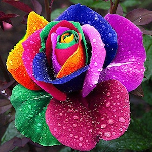 Regenbogen Rose Samen • Seltene Holland Varietät • Mehrfarbige Blüten
